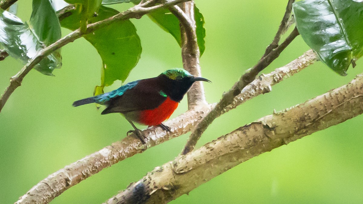 Purple-throated Sunbird (Purple-throated) - ML606309461