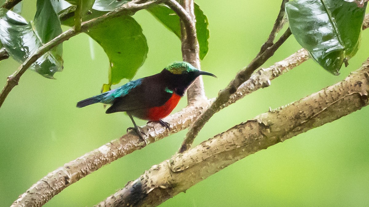 Purple-throated Sunbird (Purple-throated) - ML606309481