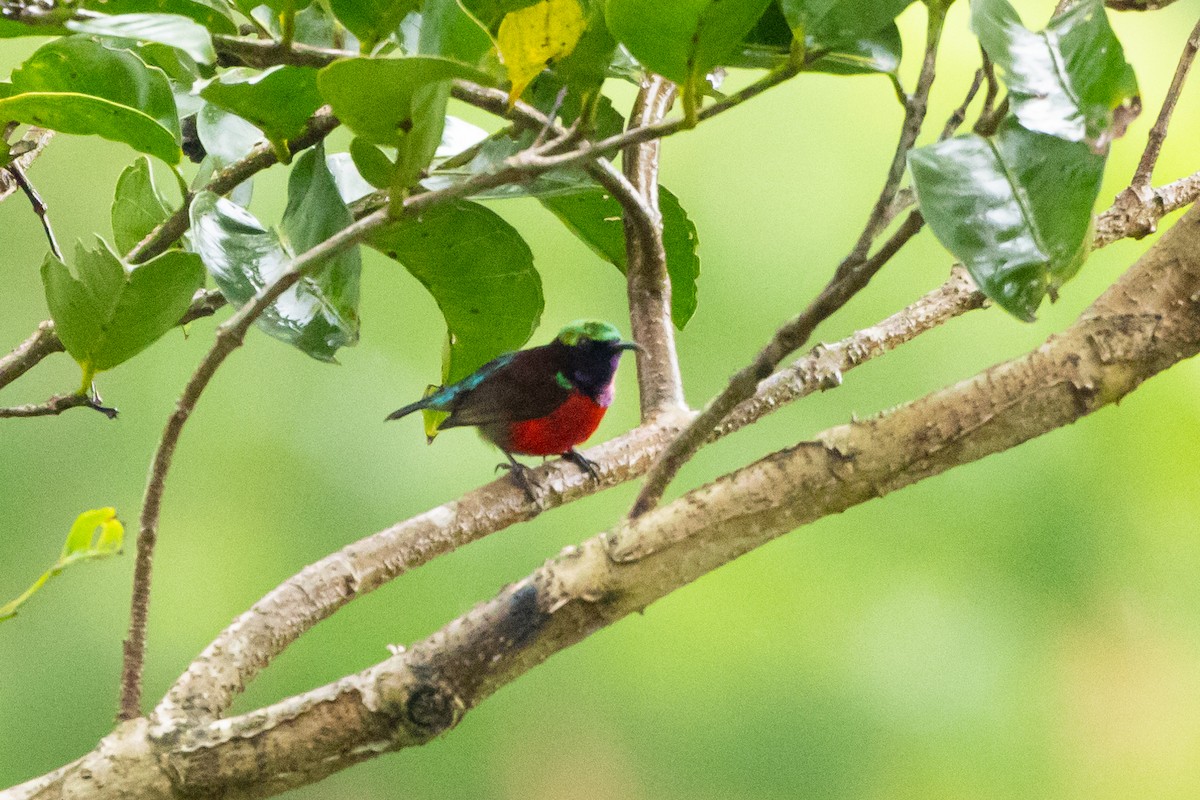 Purple-throated Sunbird (Purple-throated) - ML606309501