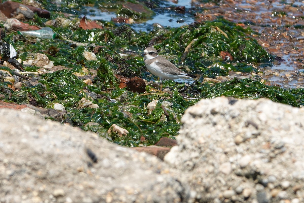 Semipalmated Plover - ML606310151