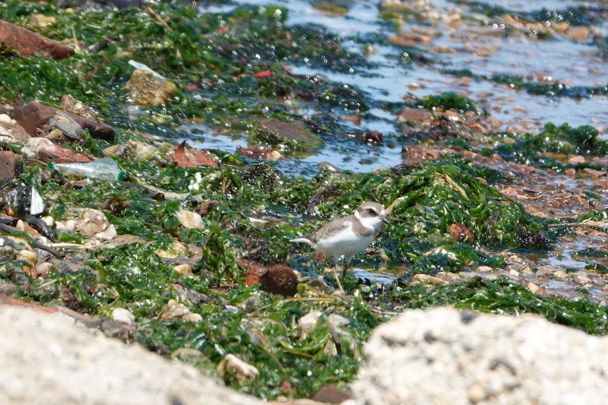 Semipalmated Plover - ML606310201