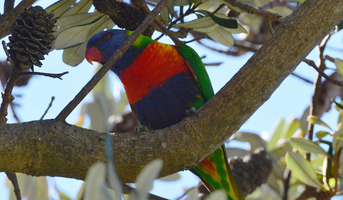 Rainbow Lorikeet - Sabine Decamp