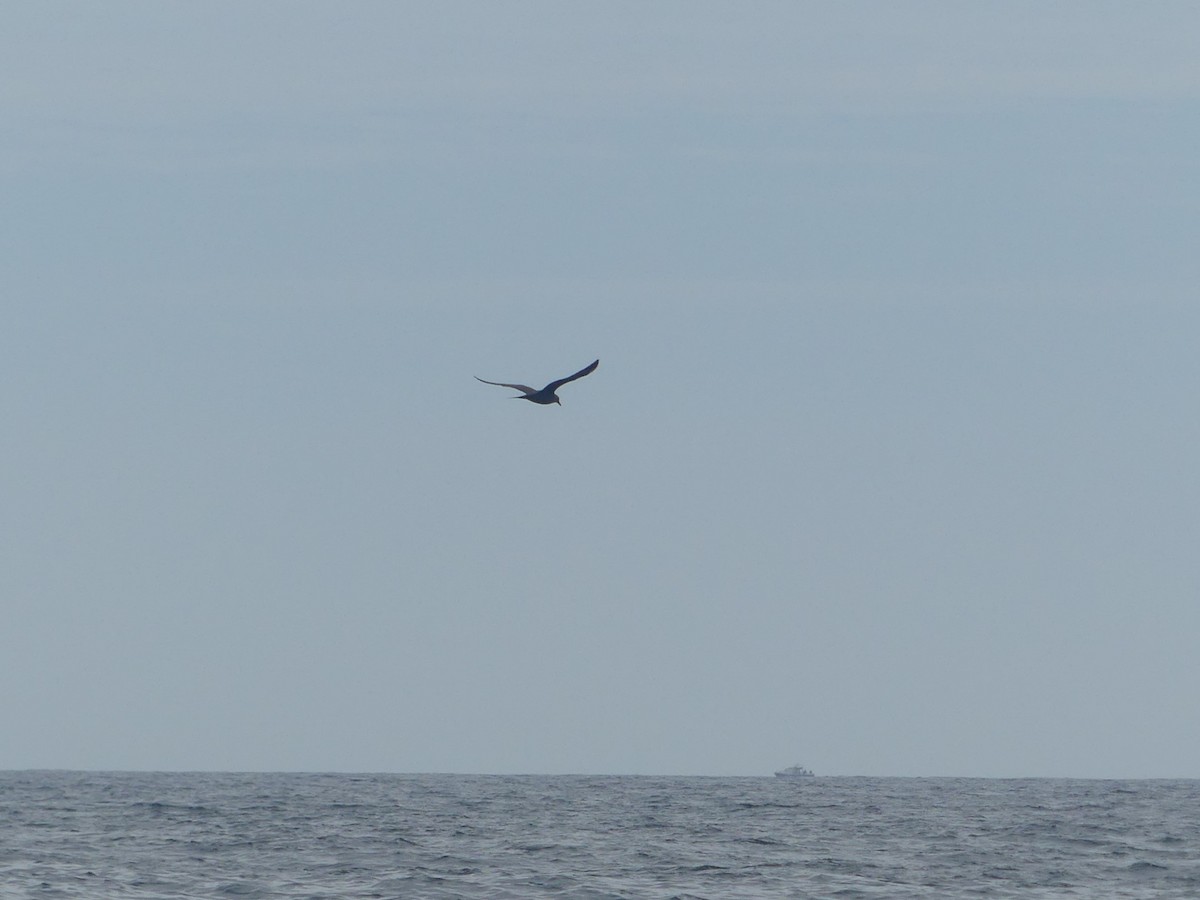 Parasitic Jaeger - ML606310991