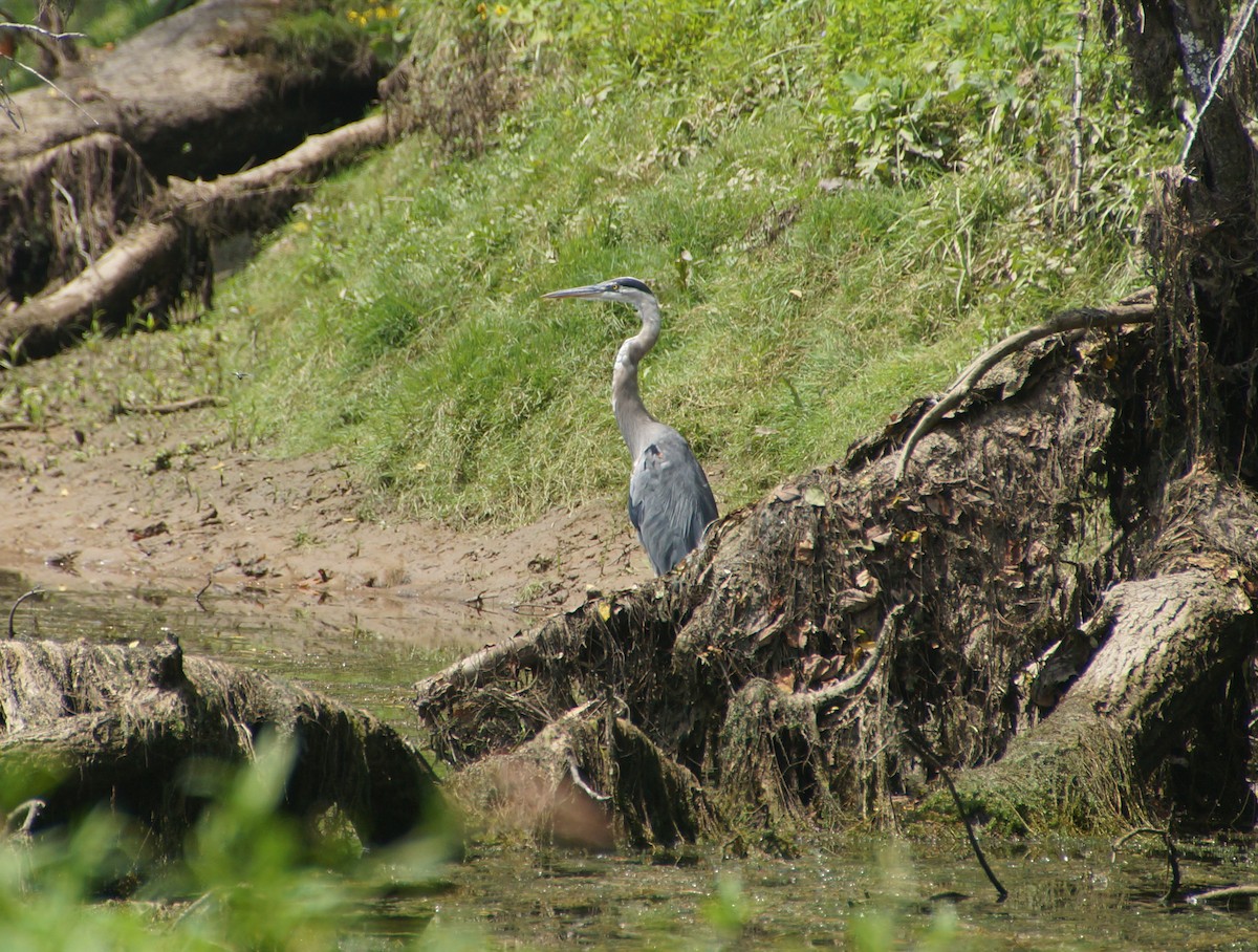 Great Blue Heron - ML606311031