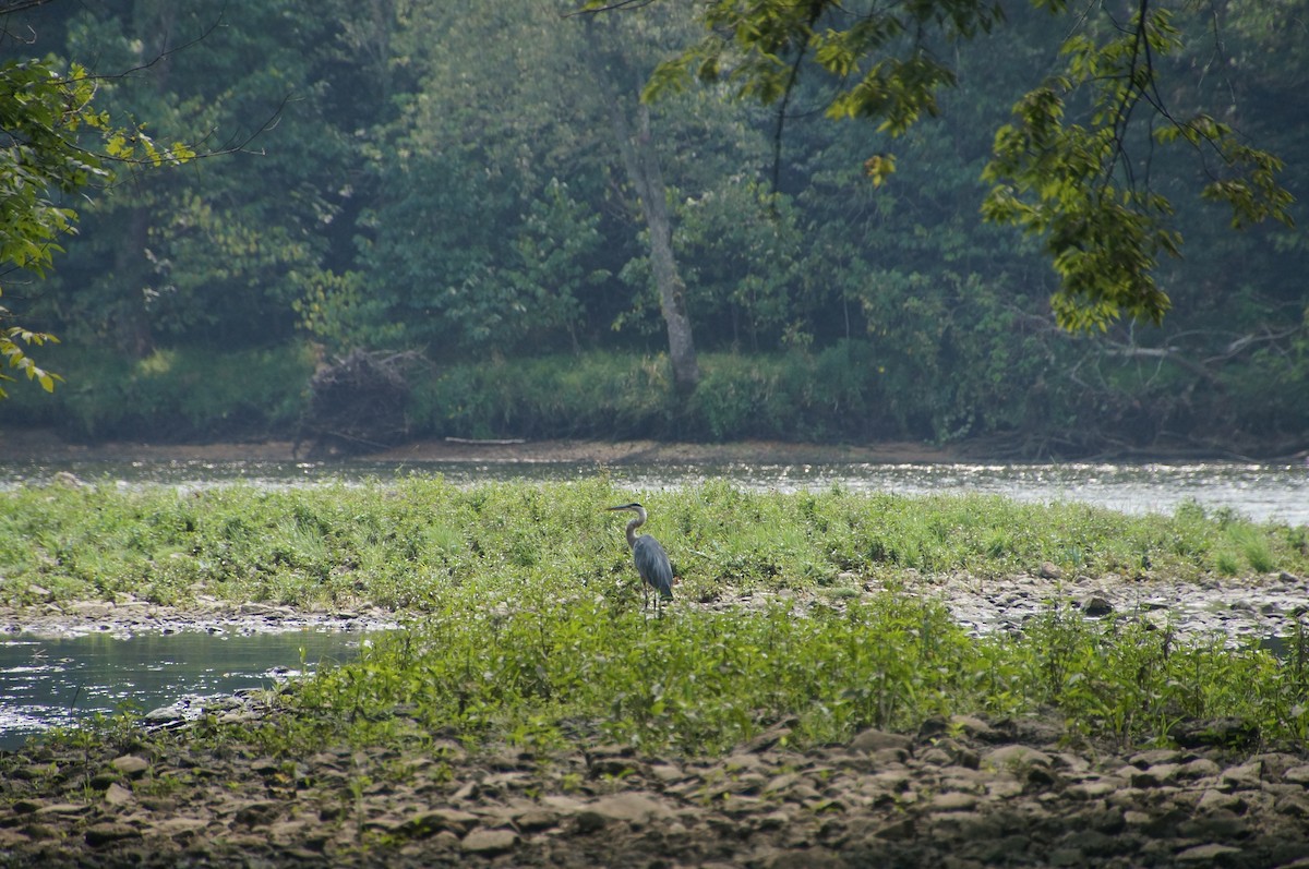 Great Blue Heron - ML606311091