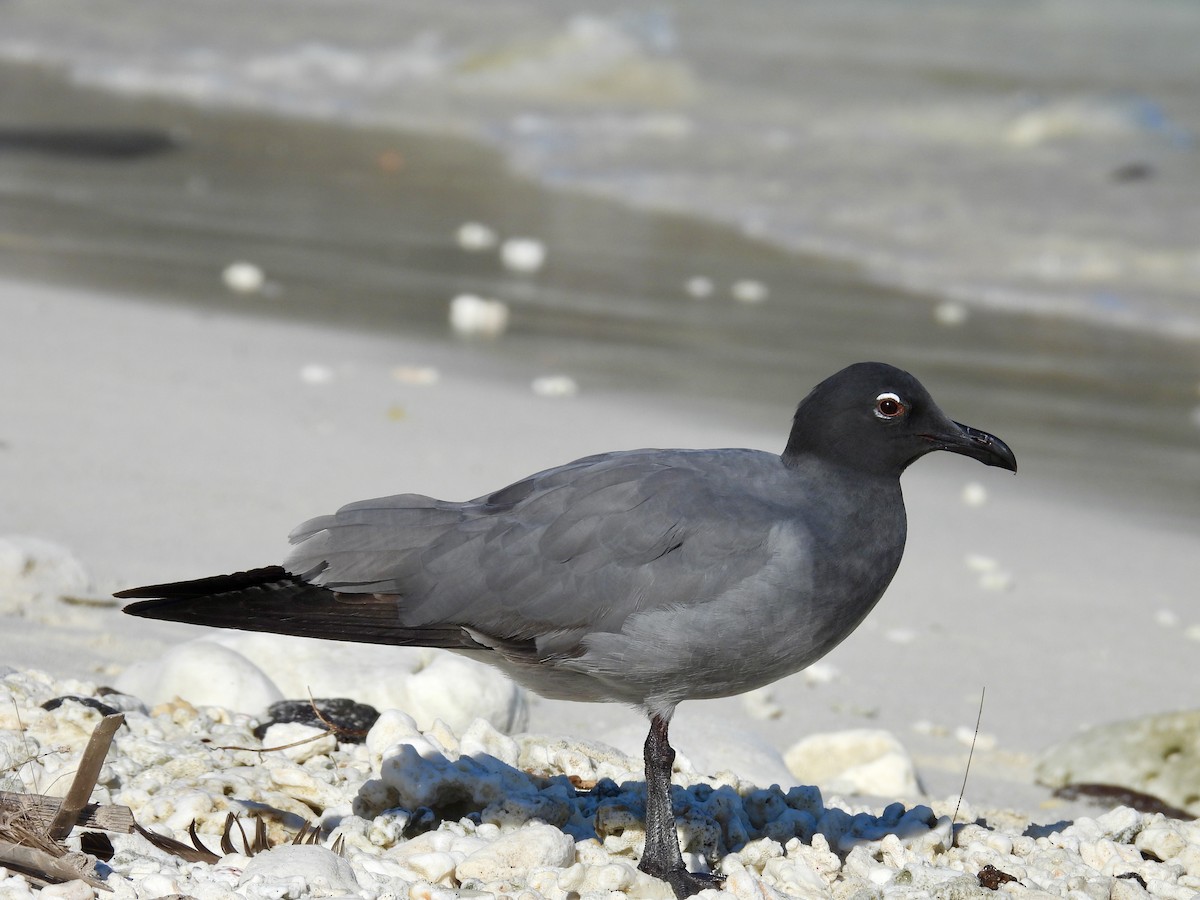 Lava Gull - ML606311441