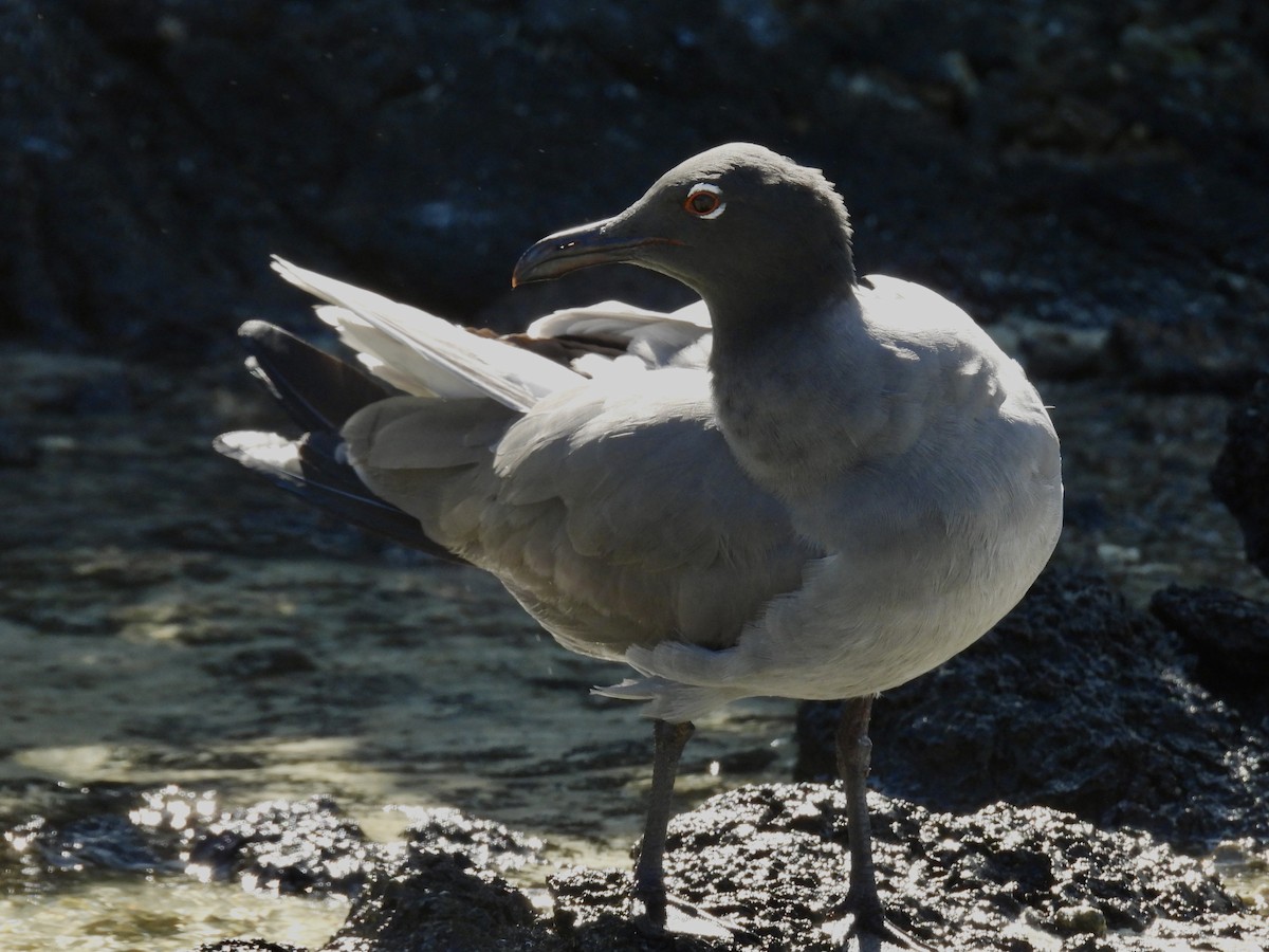 Lava Gull - ML606311471