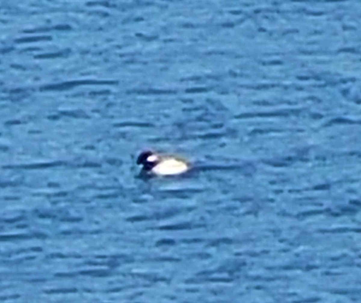 Bufflehead - ML606311671