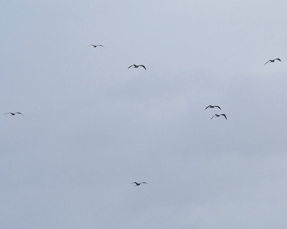 Magnificent Frigatebird - ML606312311