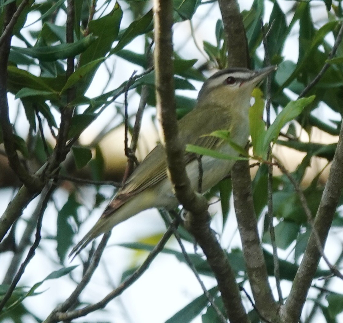 Vireo Ojirrojo - ML606312821