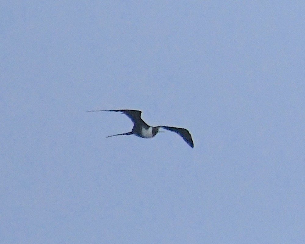 Magnificent Frigatebird - ML606313411