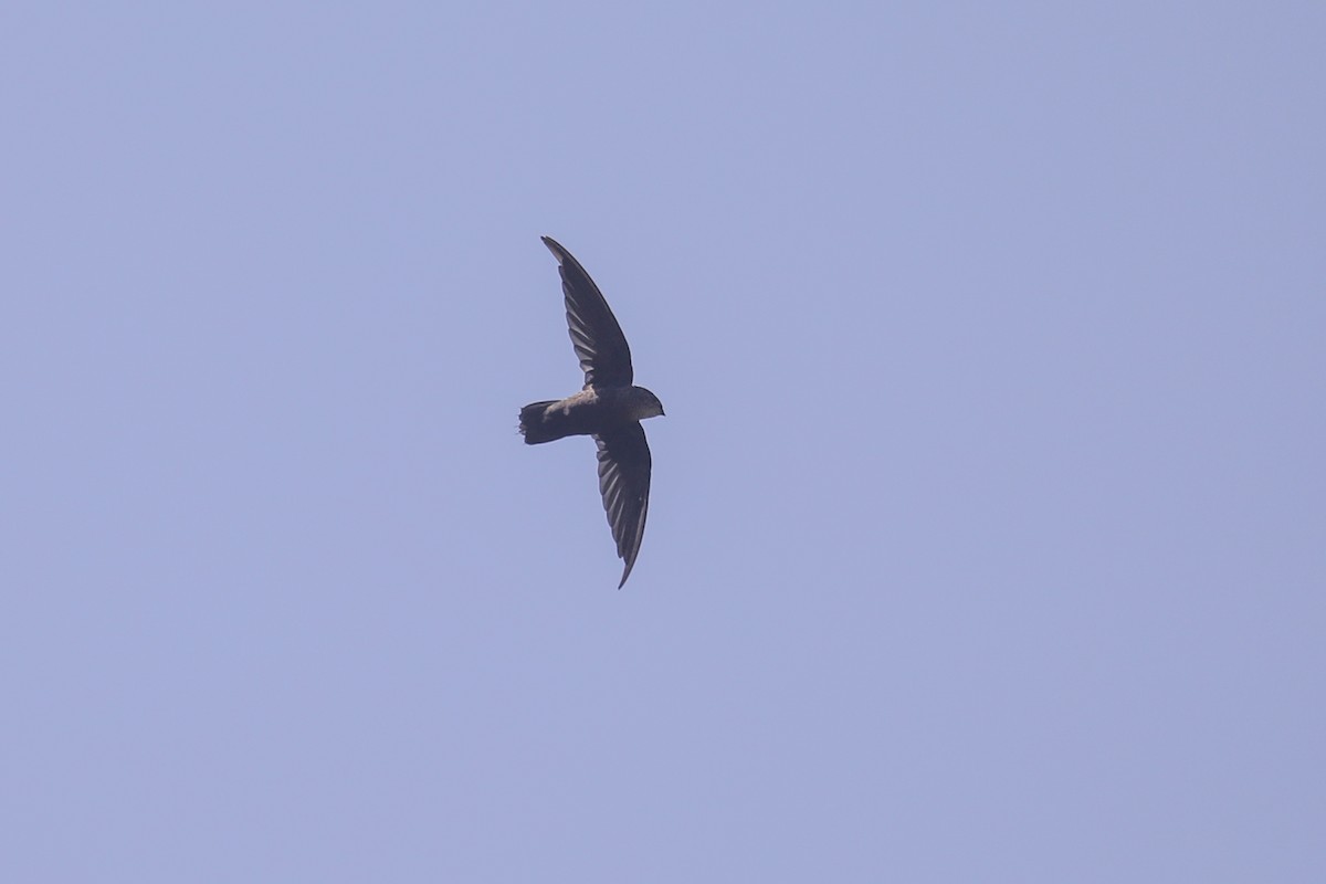 Gray-rumped Swift - ML606314871