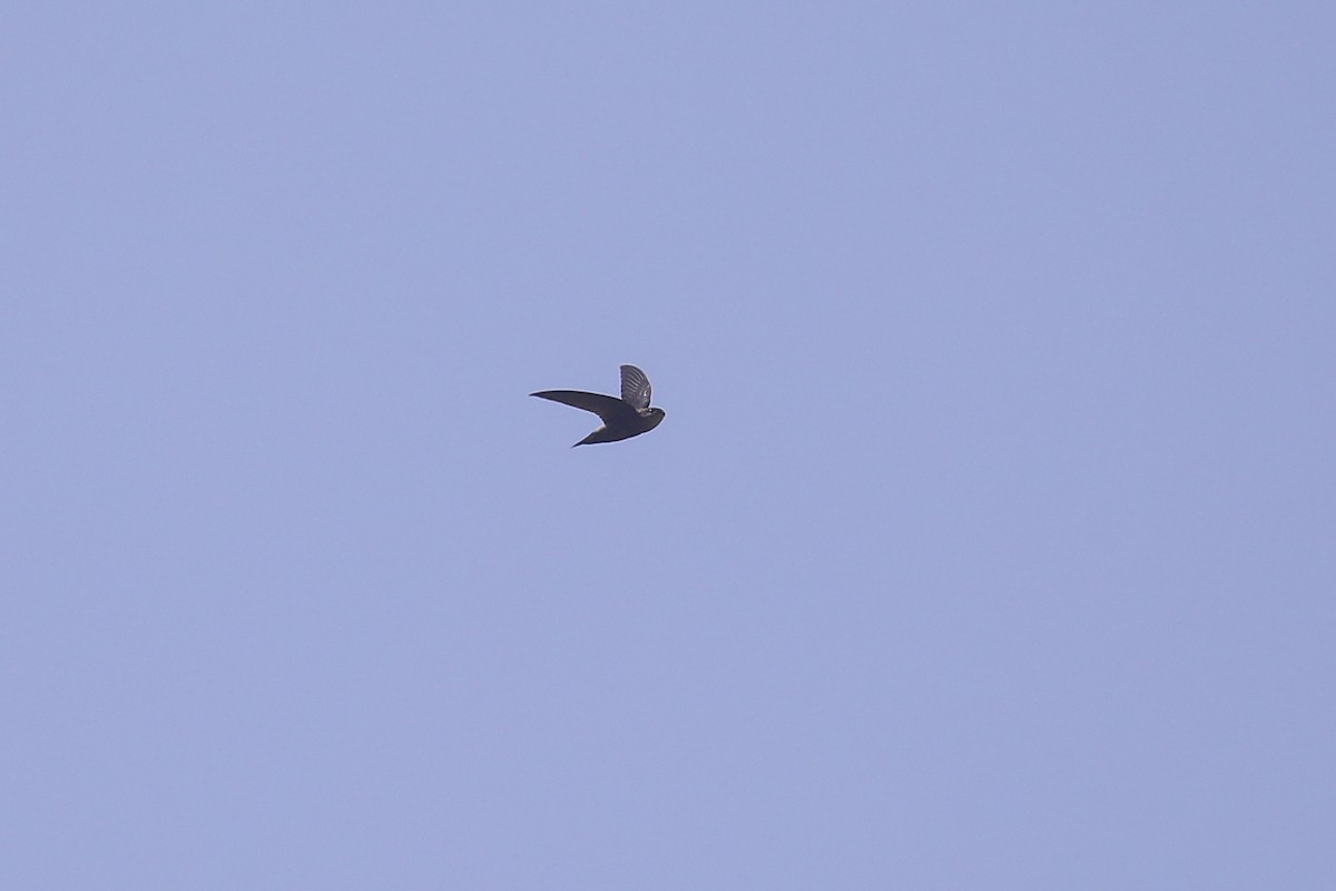 Gray-rumped Swift - ML606314921