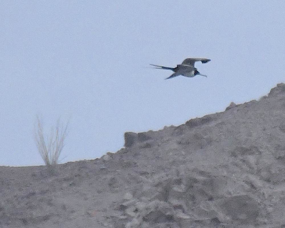 Magnificent Frigatebird - ML606315001