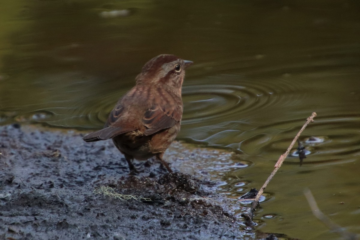 Song Sparrow - ML606315141