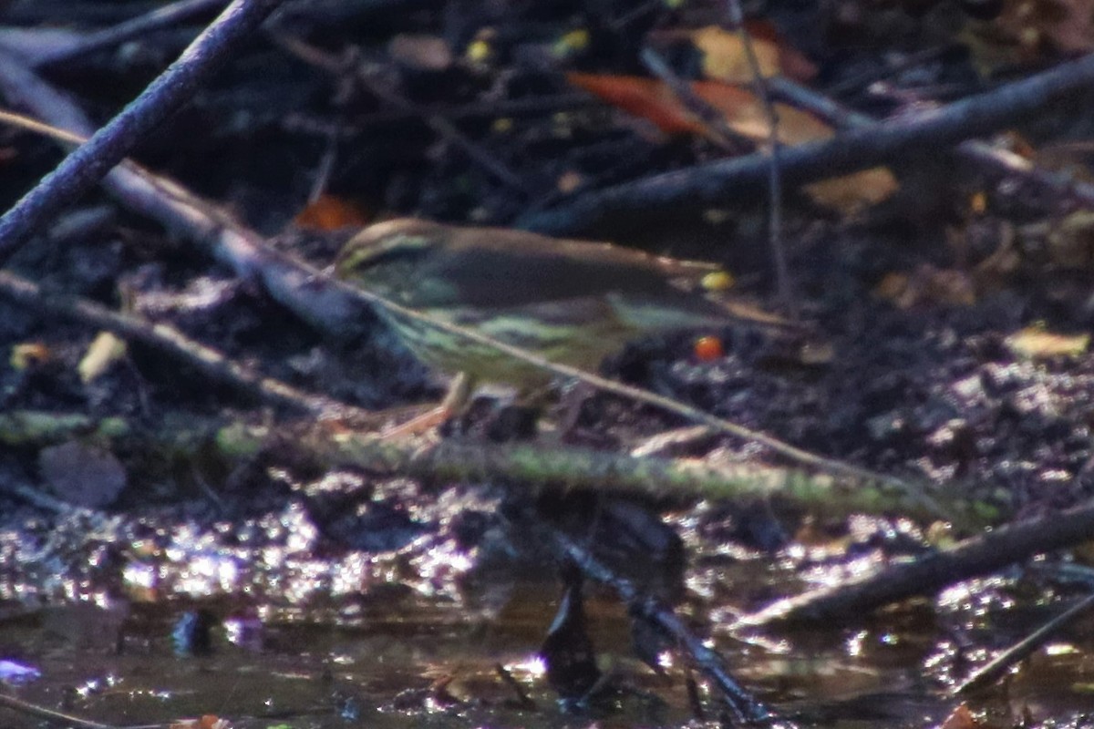 Northern Waterthrush - ML606315561