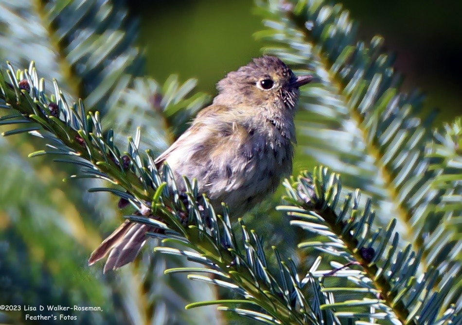 Hutton's Vireo - ML606315651