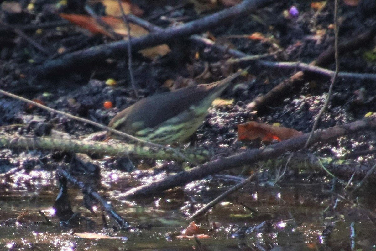 Northern Waterthrush - Dianne Murray