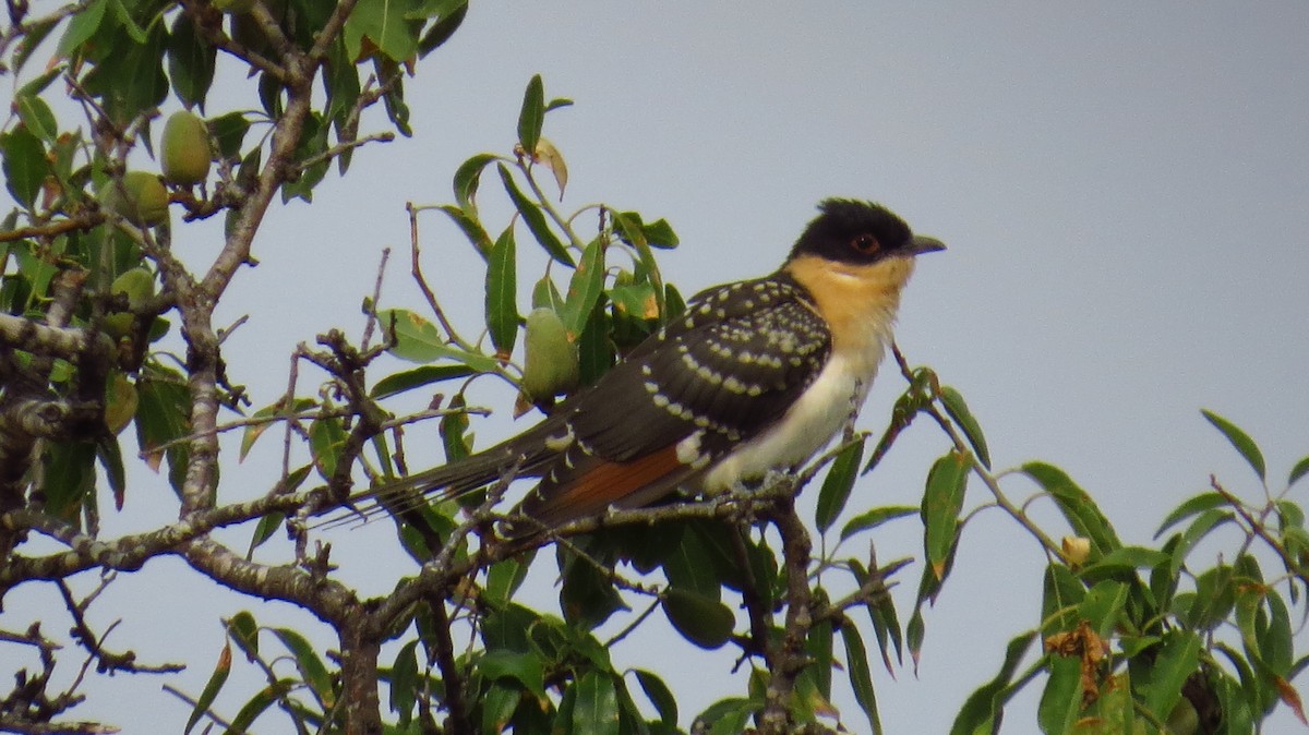 Great Spotted Cuckoo - Tomás García