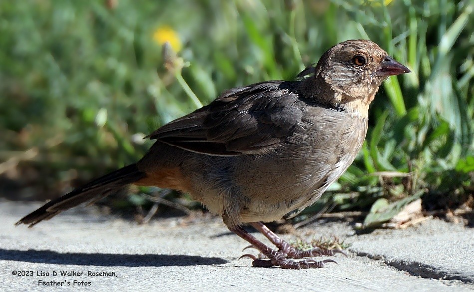 California Towhee - ML606315891