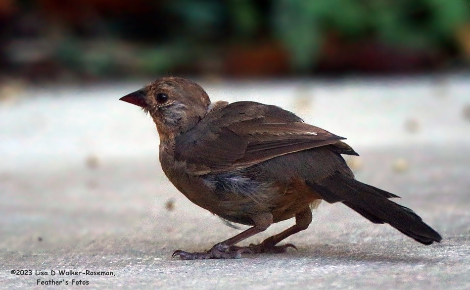 California Towhee - ML606315901