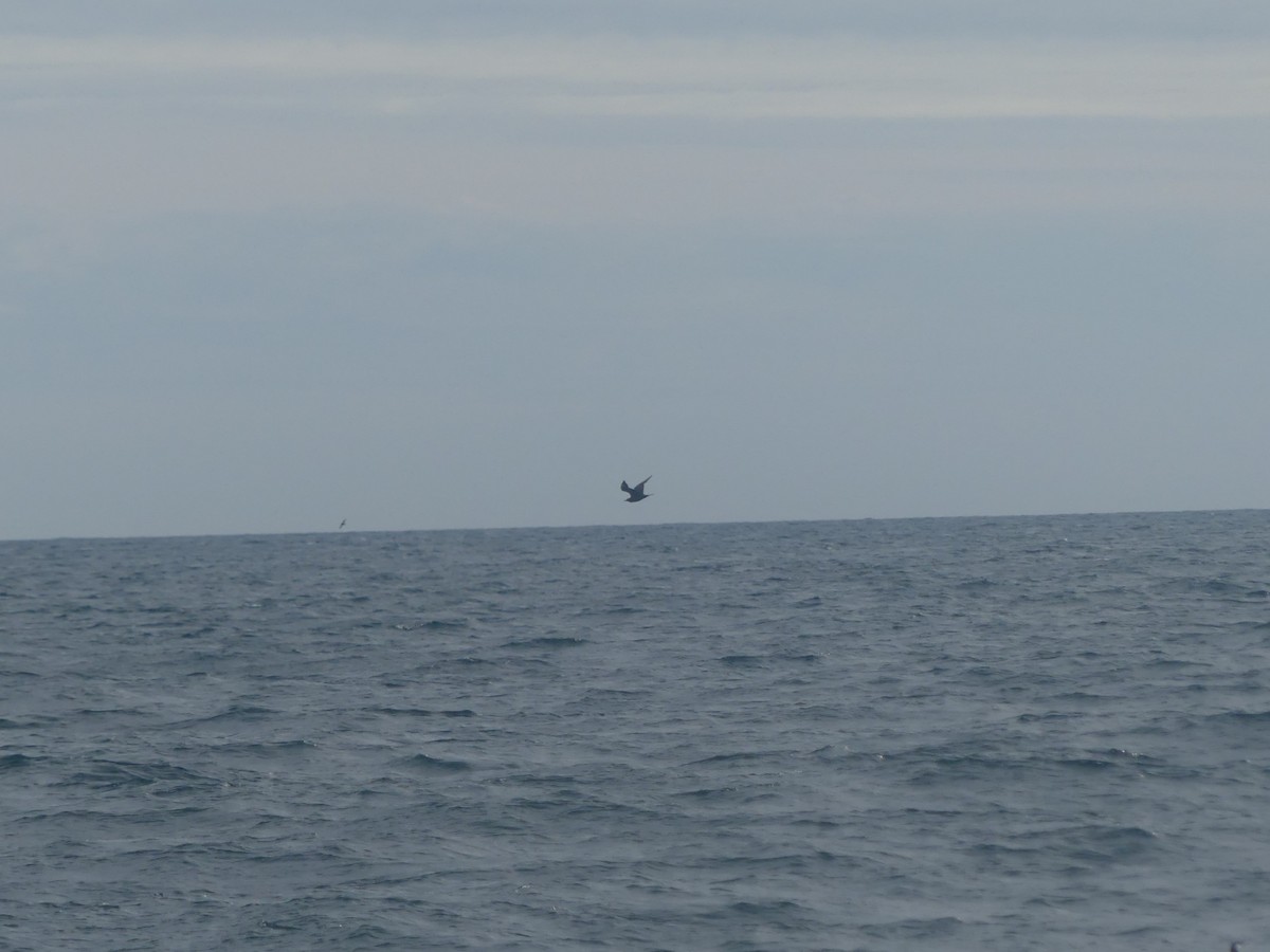 Parasitic Jaeger - ML606315931