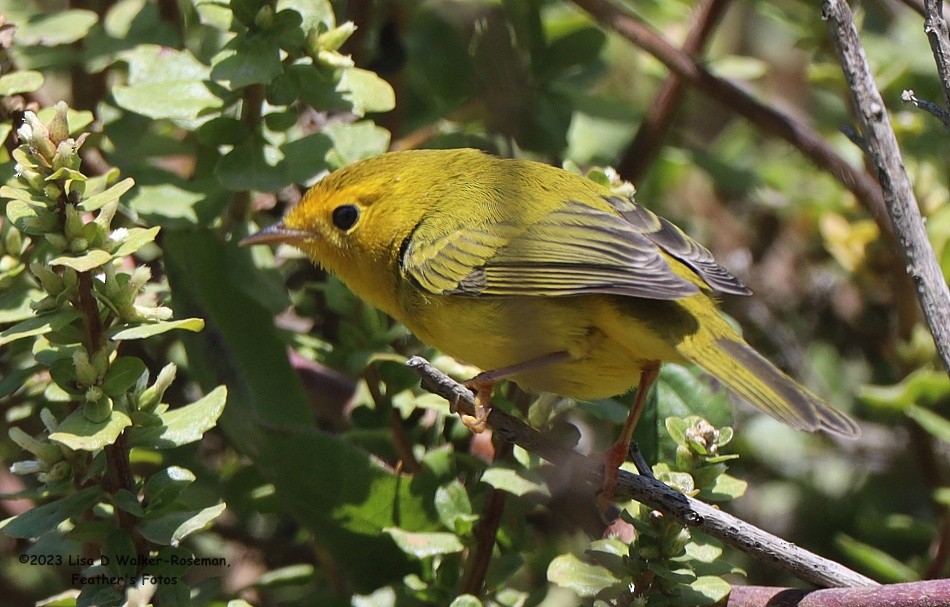 Wilson's Warbler - ML606315951