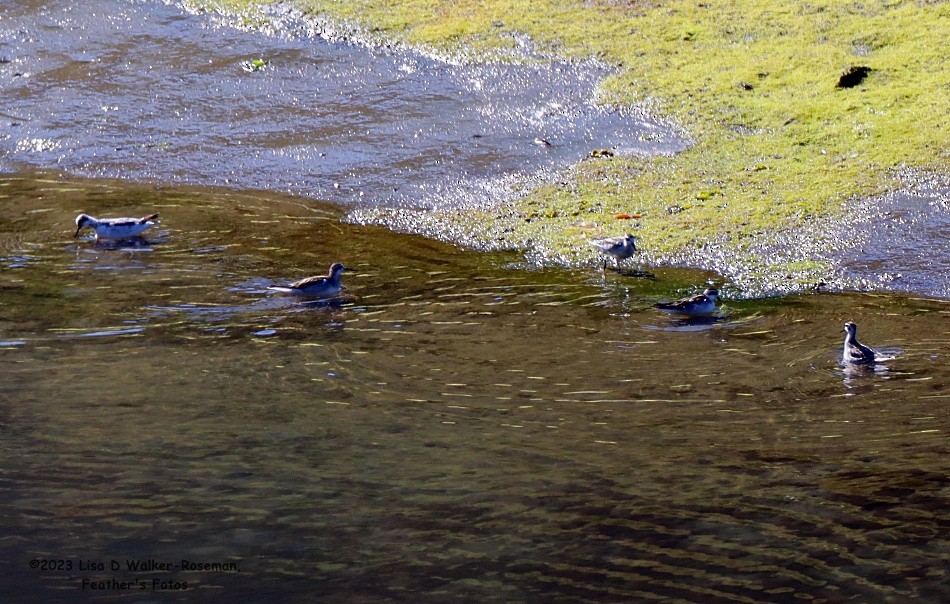 Wilson's Phalarope - ML606316111