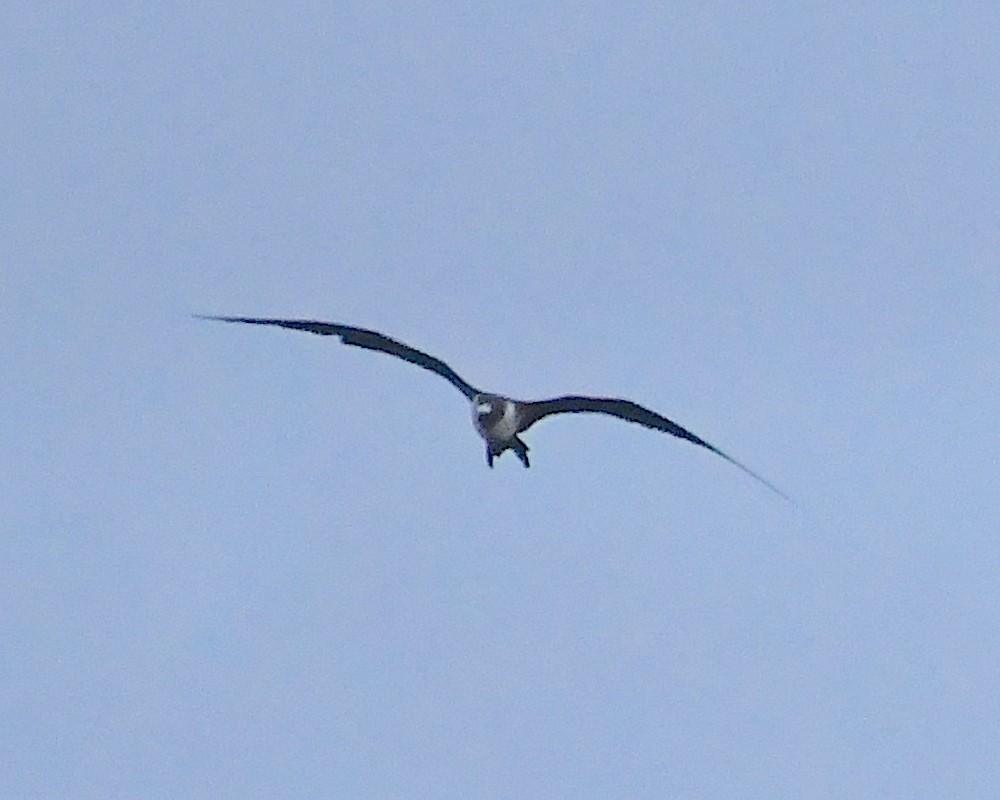 Magnificent Frigatebird - ML606317131