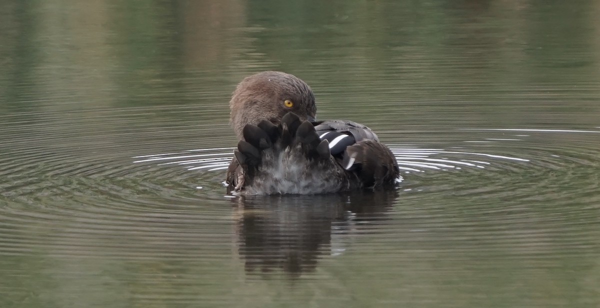 Hooded Merganser - ML606318921