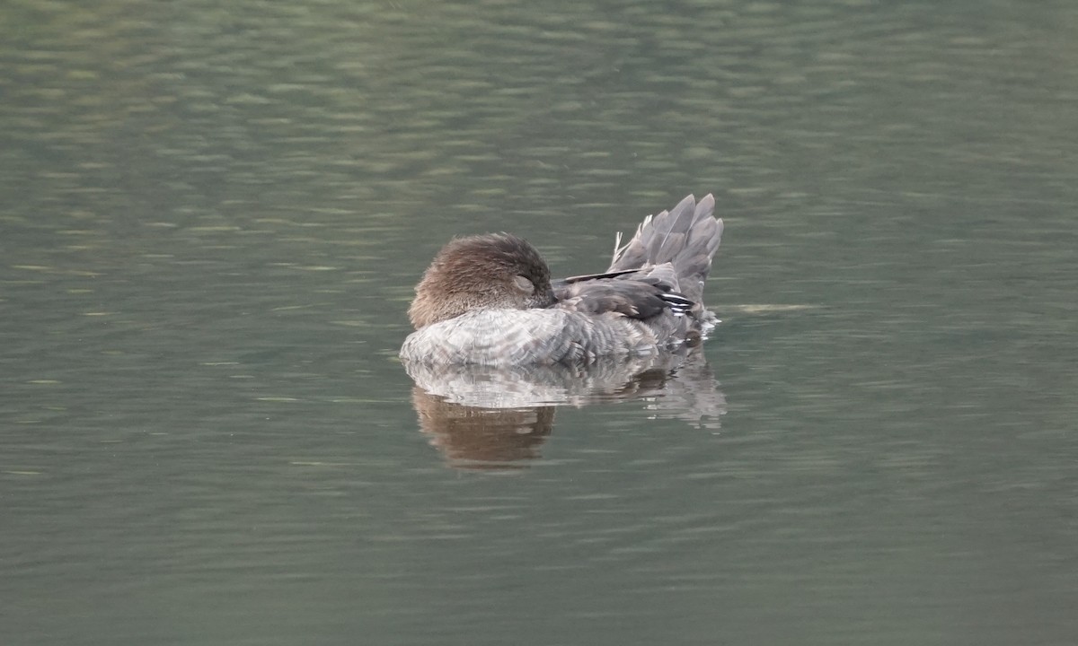 Hooded Merganser - ML606318931