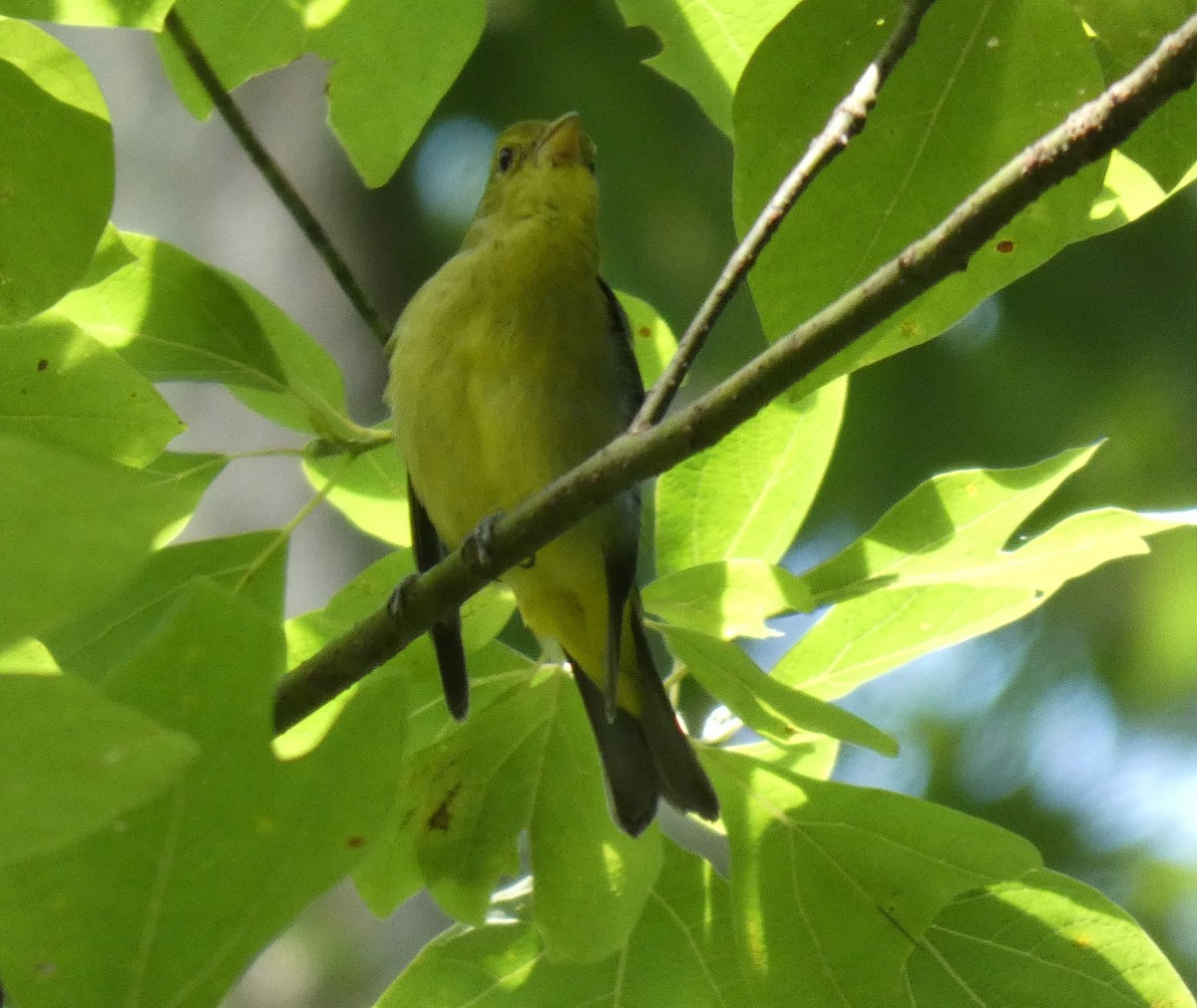 Scarlet Tanager - ML606319031