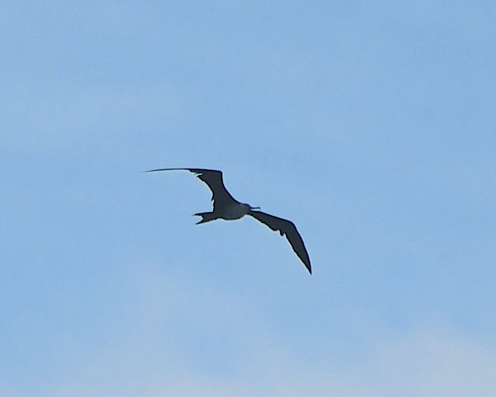 Magnificent Frigatebird - ML606319101