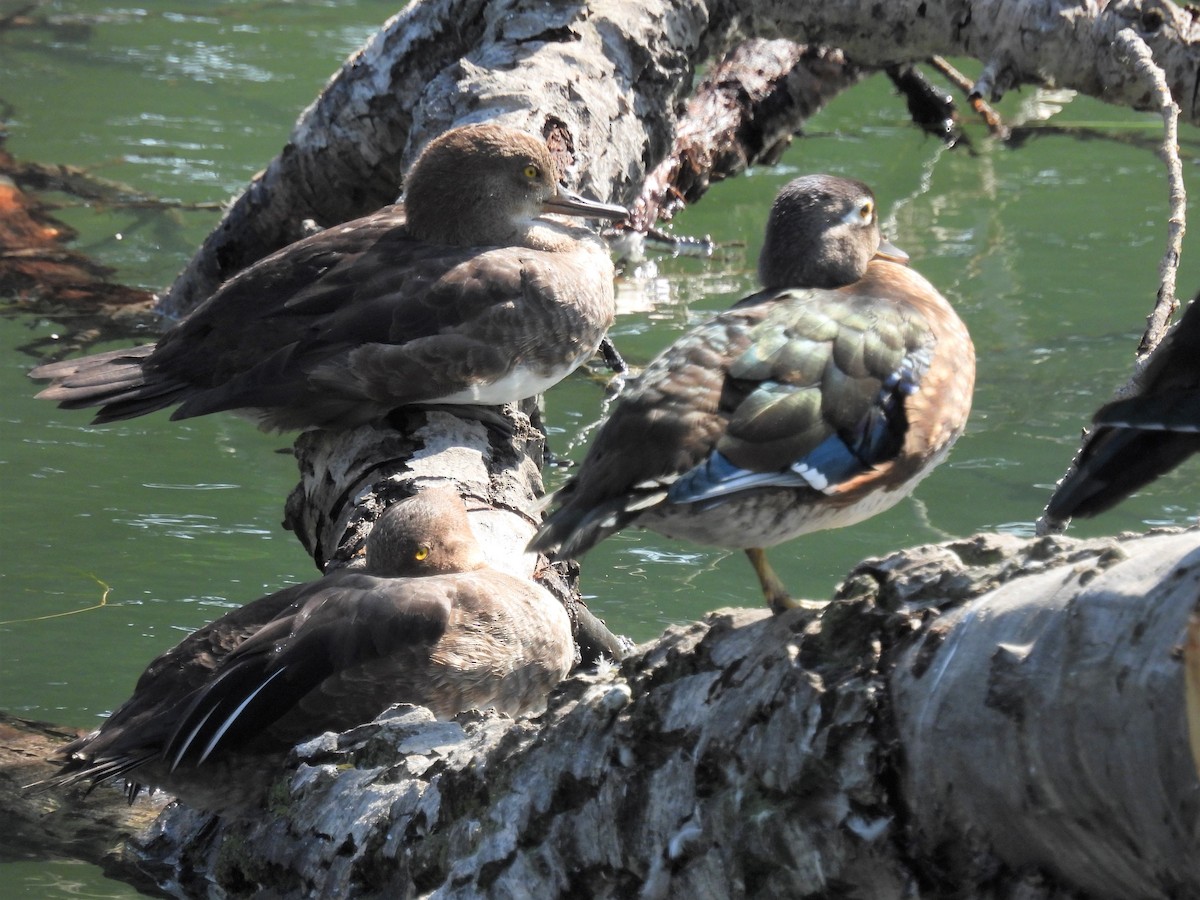 Hooded Merganser - Lara Fitzpatrick