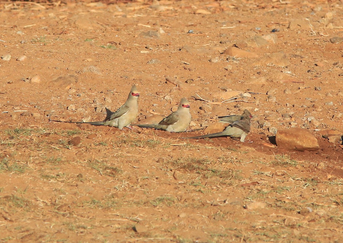 Red-faced Mousebird - ML60631991