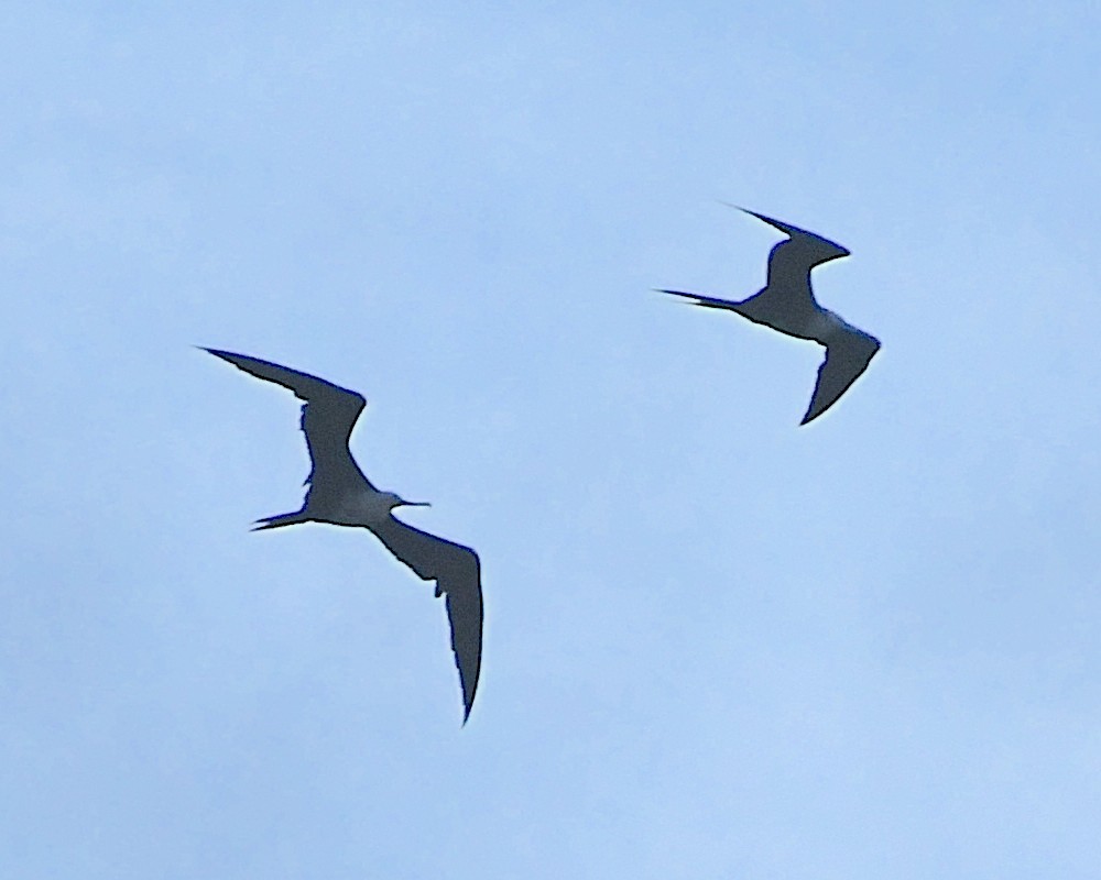 Magnificent Frigatebird - ML606320041