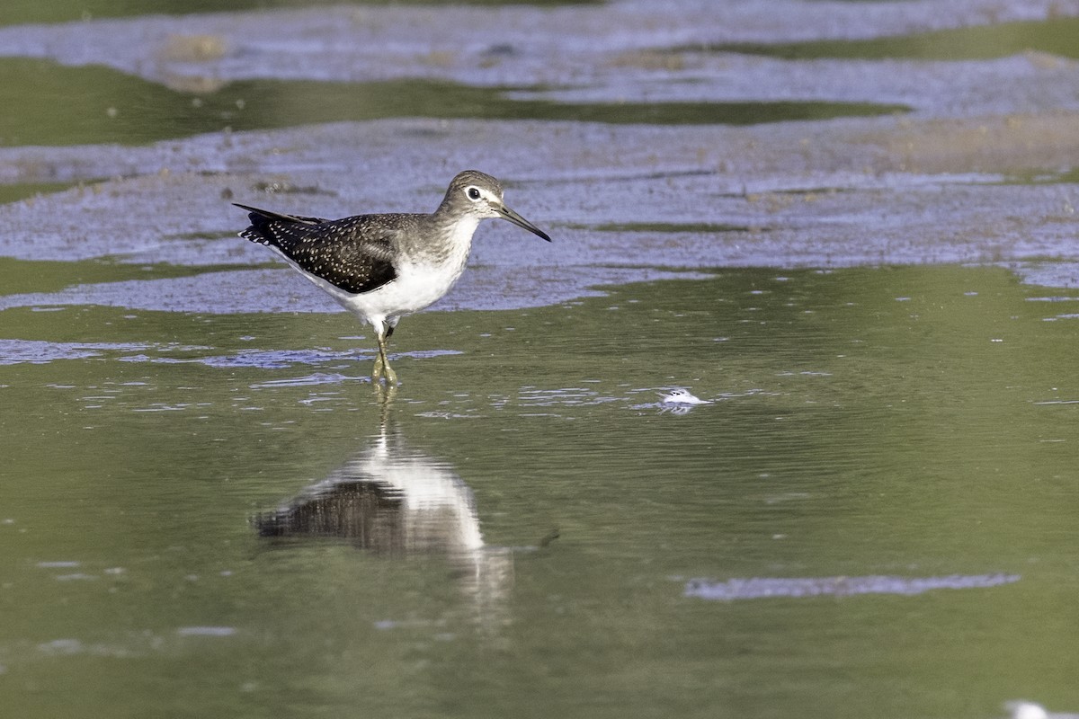 Solitary Sandpiper - ML606320751