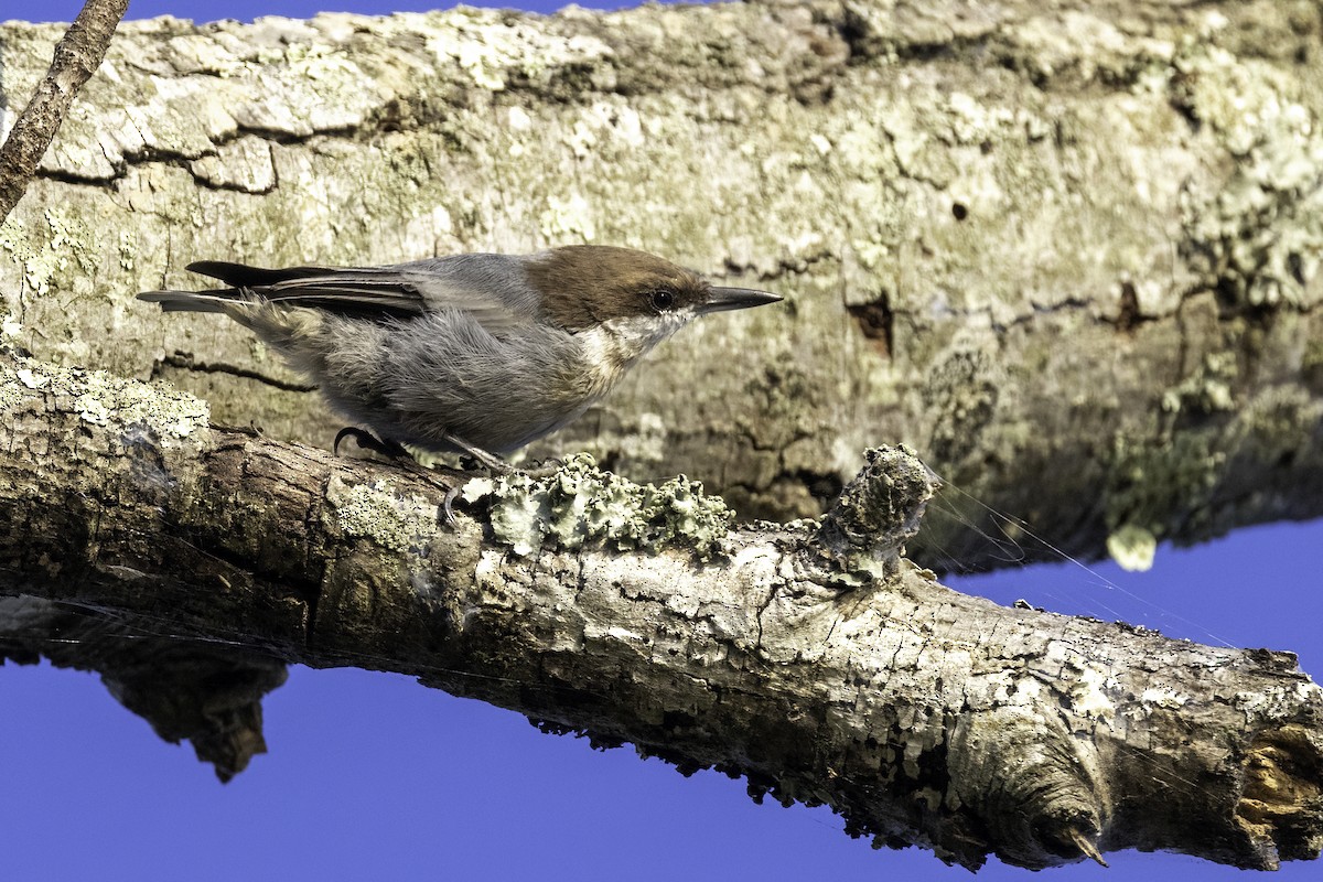 Brown-headed Nuthatch - ML606321191