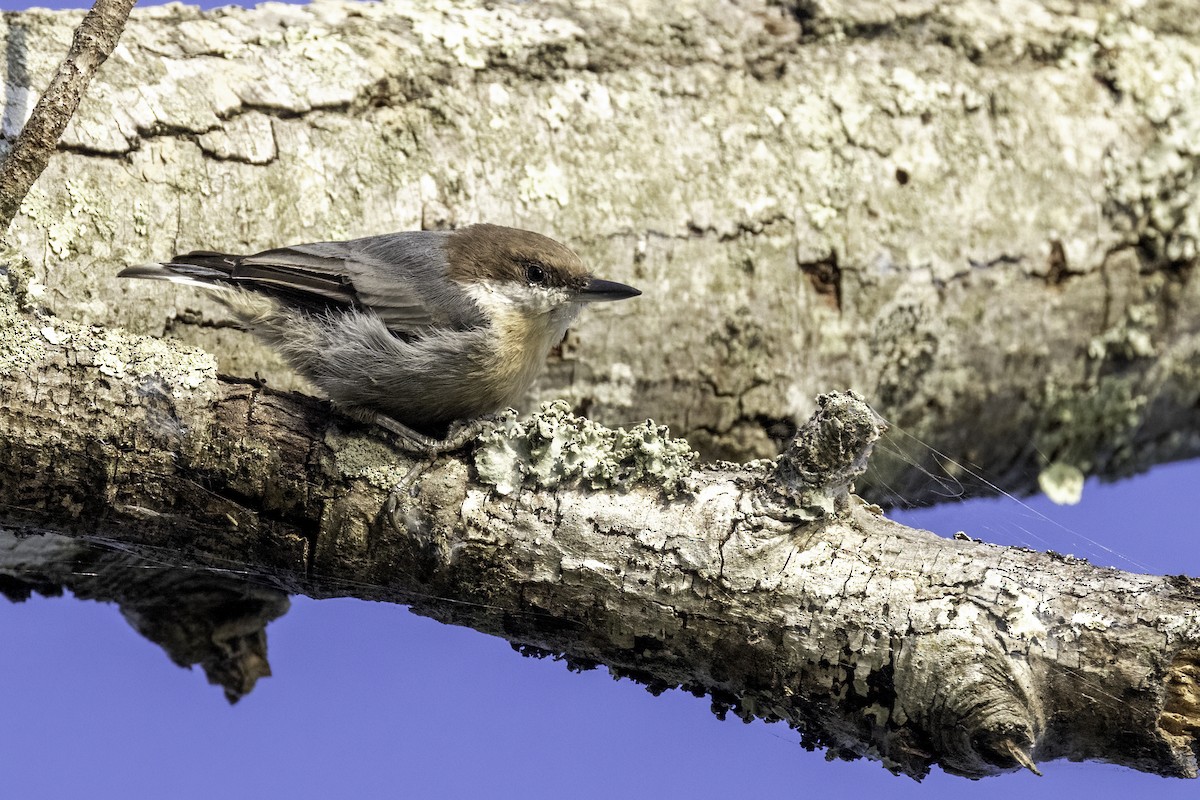 Brown-headed Nuthatch - ML606321201