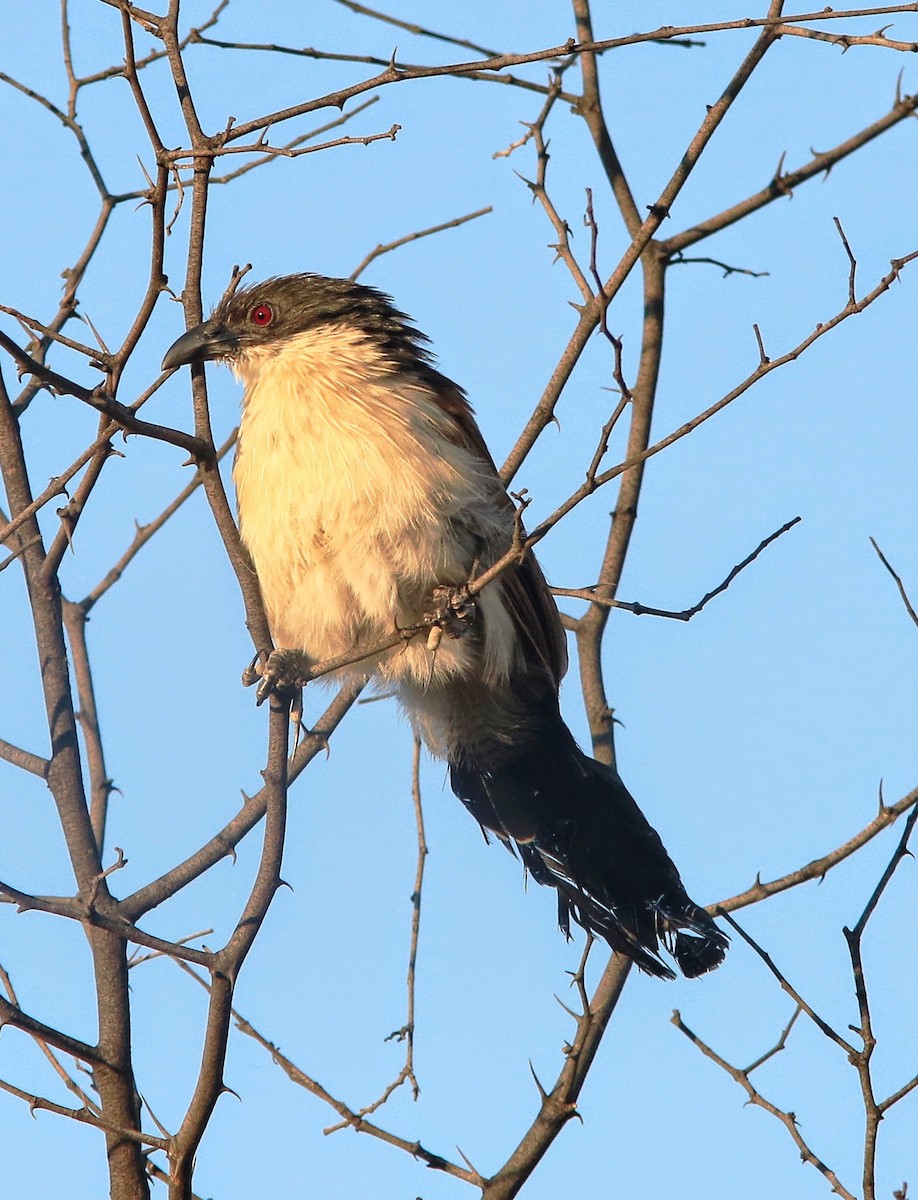 White-browed Coucal (Burchell's) - Brad Bergstrom