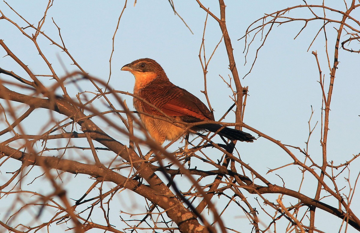 Coucal à sourcils blancs (burchellii/fasciipygialis) - ML60632231