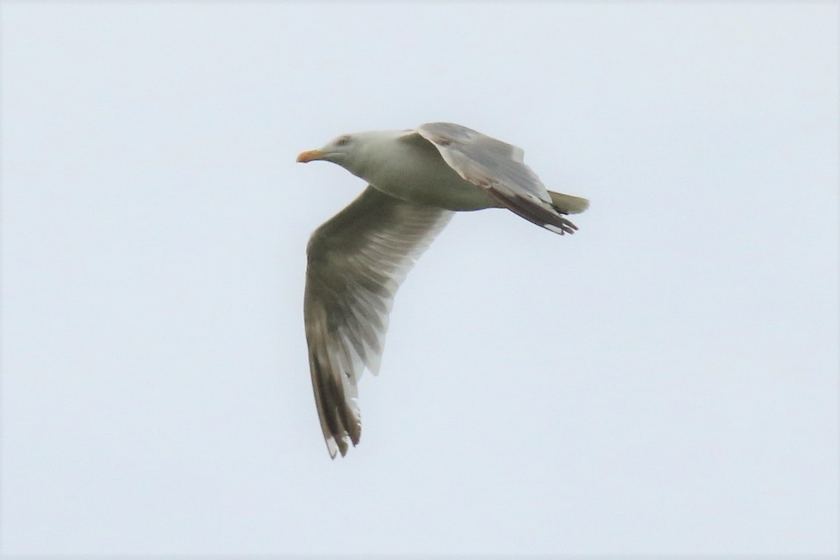 European Herring Gull - Jan Roedolf