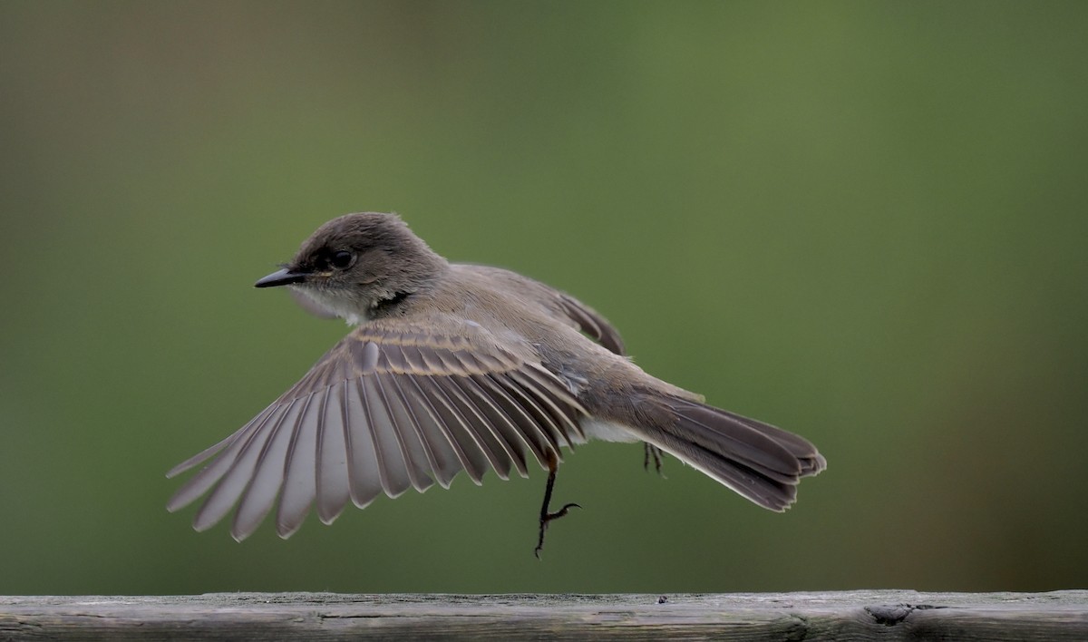 Eastern Phoebe - ML606322651