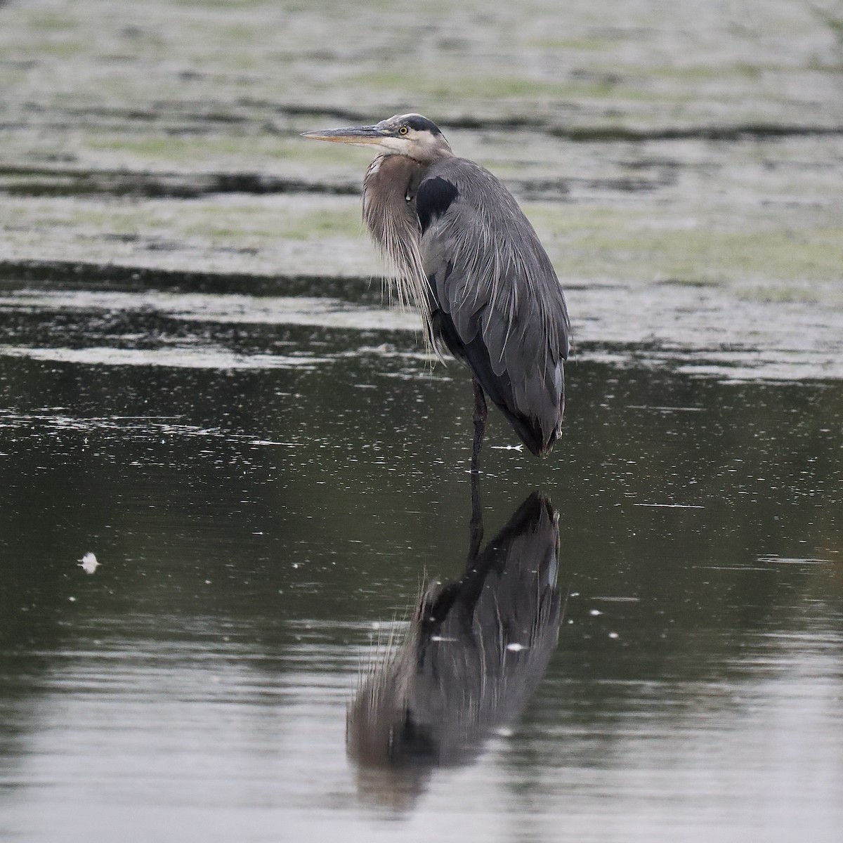 Great Blue Heron - Bruce Gates