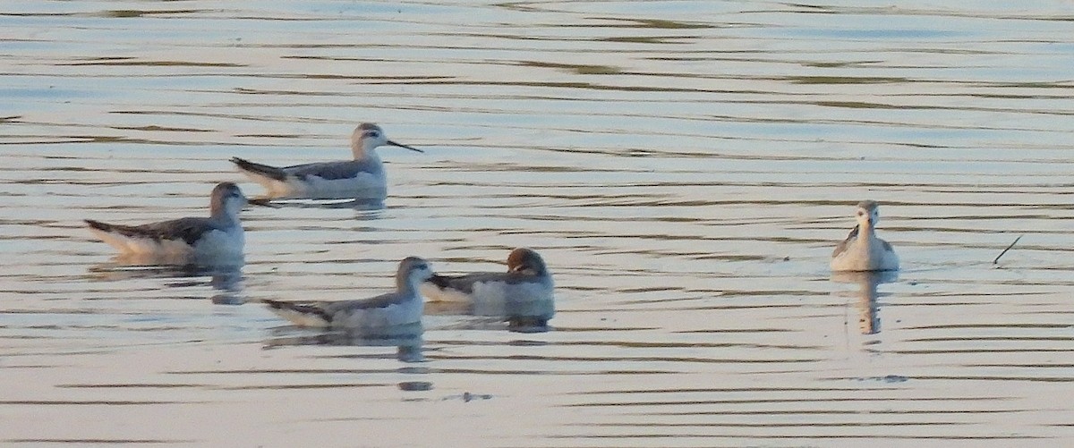 Falaropo Tricolor - ML606322901