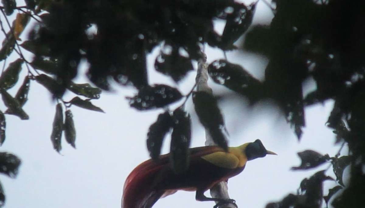 Red Bird-of-Paradise - ML606323611