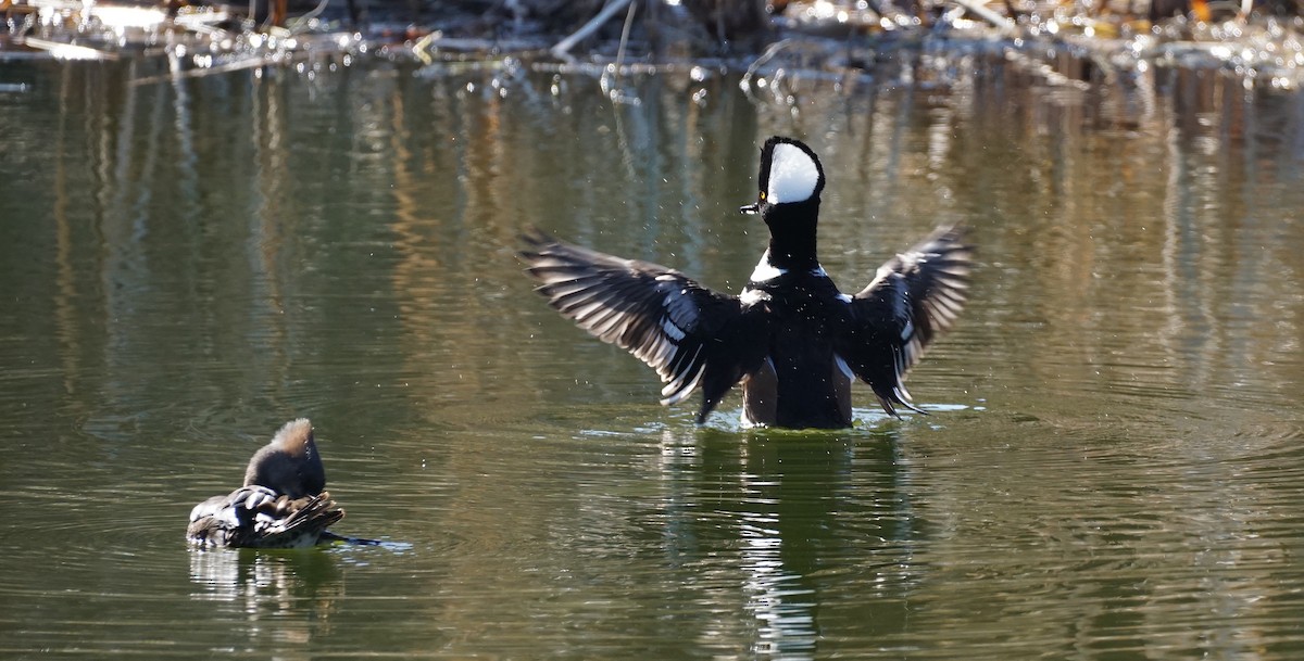 Hooded Merganser - ML606323761