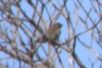 Golondrina de Galápagos - ML606323881