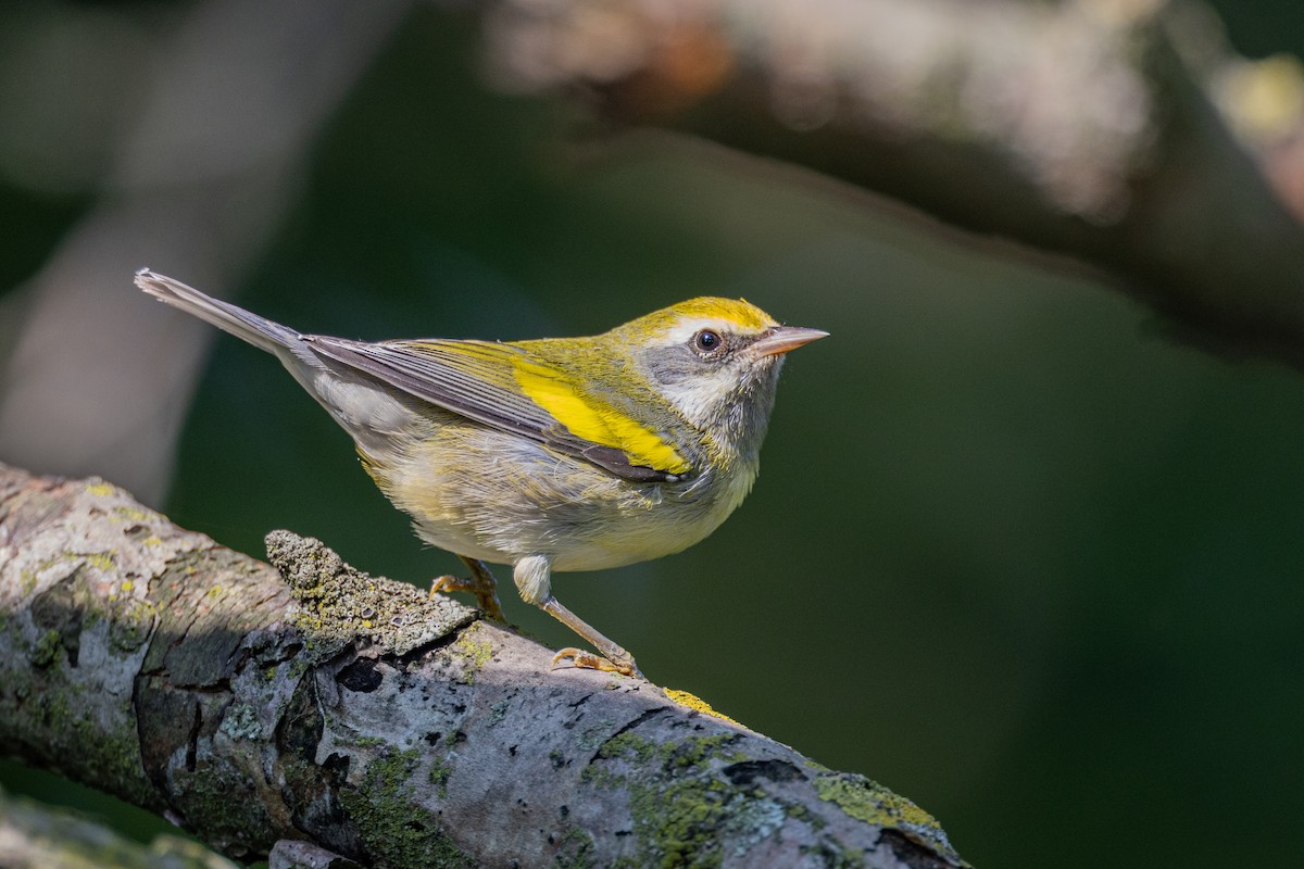 Golden-winged x Blue-winged Warbler (hybrid) - Russ Smith