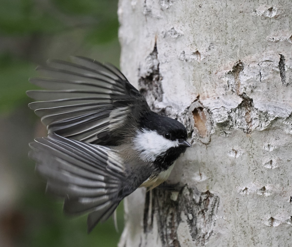 Black-capped Chickadee - Bruce Gates